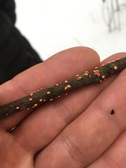 Nectria cinnabarina