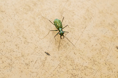 Leptinomera