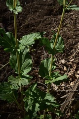 Calceolaria undulata