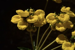 Calceolaria undulata