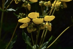 Calceolaria undulata