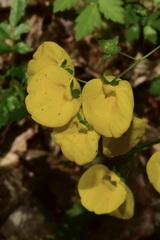 Calceolaria undulata