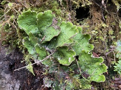 Peltigera britannica