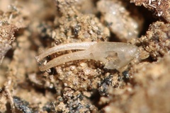 Serradigitus