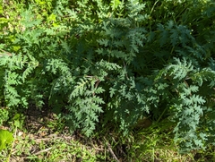Phacelia tanacetifolia
