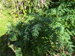 Phacelia tanacetifolia