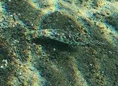 Sphoeroides marmoratus