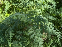 Phacelia tanacetifolia