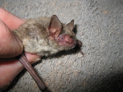 Myotis velifer