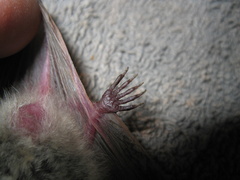 Myotis velifer