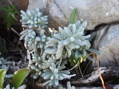 Teucrium vincentinum
