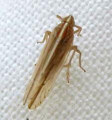 Stenocranus unipunctatus