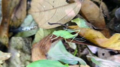 Subria