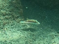 Canthigaster capistrata