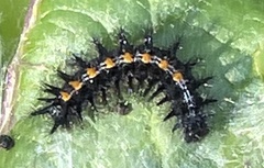 Euphydryas chalcedona