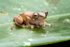 Leptomantis angulirostris