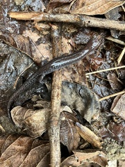 Plethodon ventralis