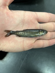 Oncorhynchus kisutch