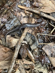 Plethodon ventralis