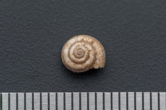 Cernuella aginnica