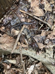 Plethodon ventralis