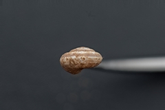 Cernuella aginnica