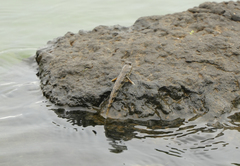 Periophthalmus modestus