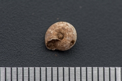 Cernuella aginnica