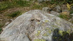 Stenobothrus rubicundulus