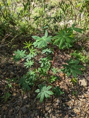 Lupinus succulentus