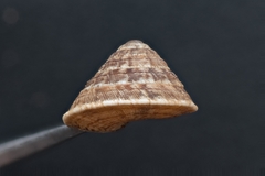 Trochoidea elegans