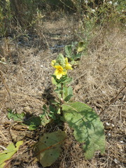 Verbascum ovalifolium