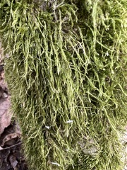 Hypnum cupressiforme filiforme