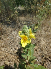 Verbascum ovalifolium