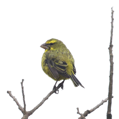 Crithagra sulphurata