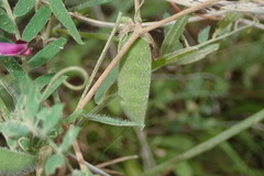 Vicia benghalensis image