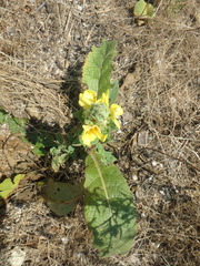 Verbascum ovalifolium