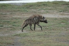 Hyaena hyaena dubbah