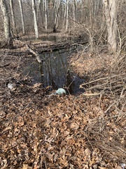 Eubranchipus vernalis