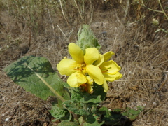 Verbascum ovalifolium