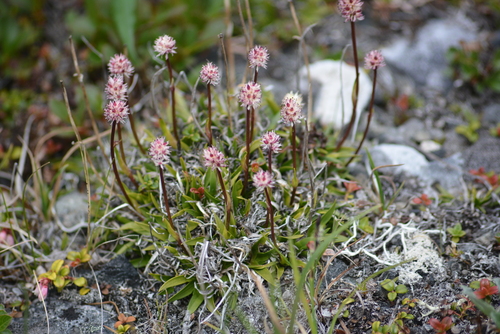 Image of Tofieldia coccinea by no rights reserved