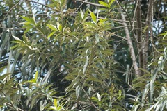 Ocotea guianensis