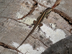 Liolaemus cyanogaster