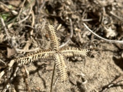 Dactyloctenium aegyptium