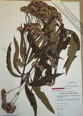 Eutrochium maculatum bruneri