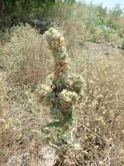 Verbascum ovalifolium