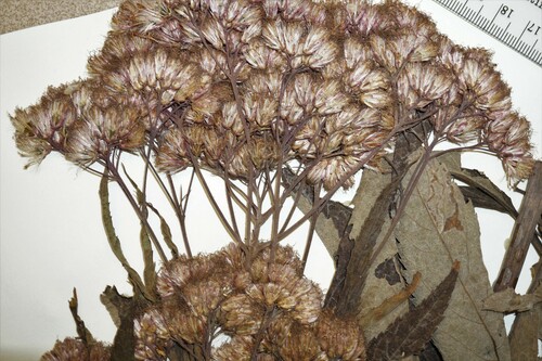 Eutrochium maculatum var. bruneri