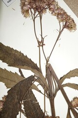 Eutrochium maculatum bruneri