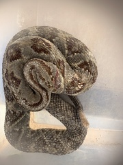 Crotalus tzabcan