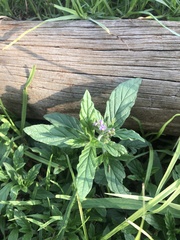 Heliotropium amplexicaule